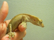 Female Crested