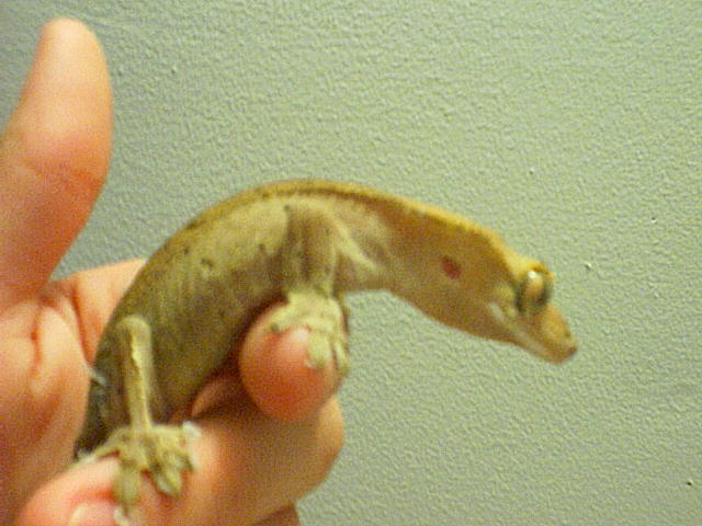 Female Crested