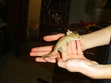 Crested