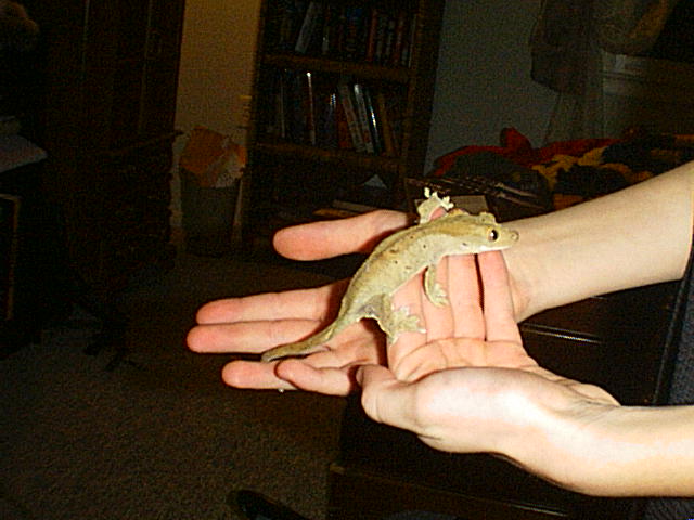 Crested
