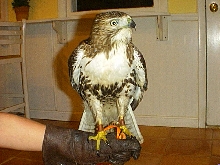 my redtail on fist