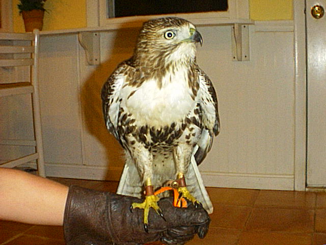 my redtail on fist