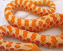 Hognose