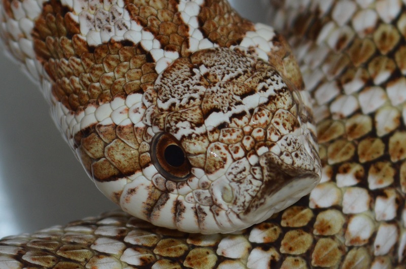 close up