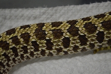 12 JMG FEMALE1