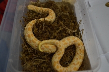 ALBINO