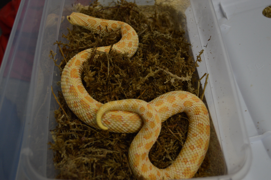 ALBINO