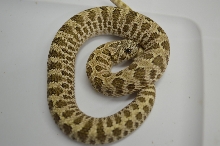 12 JMG MALE