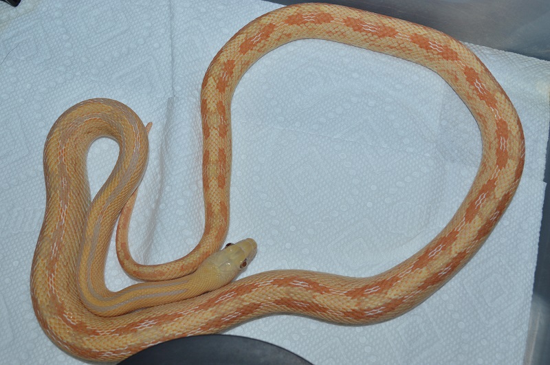 albino transpecos