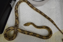 het albino transpecos