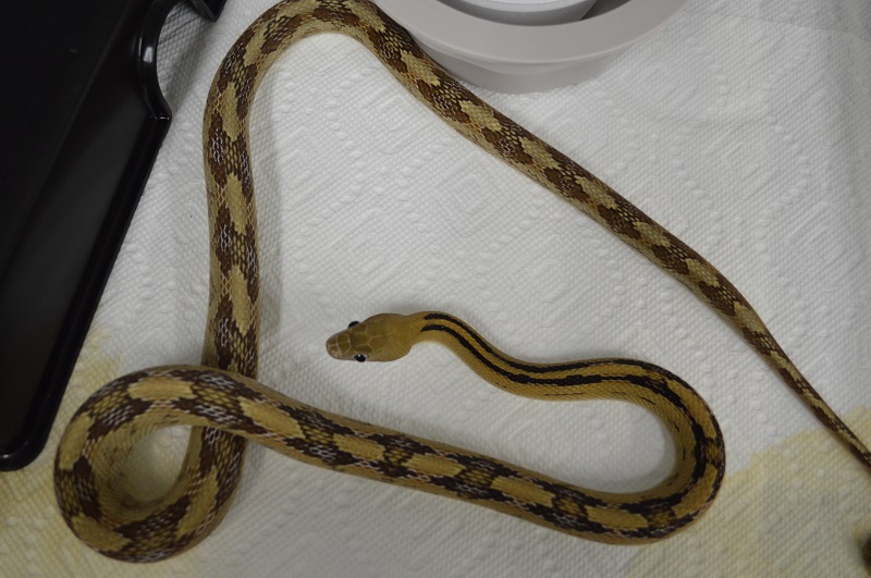 het albino transpecos