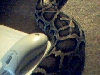 Milo & the mouse