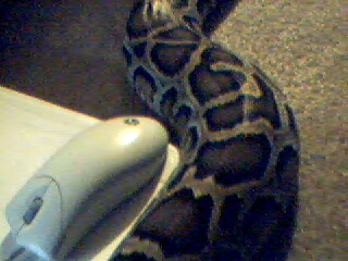 Milo & the mouse