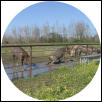 Three muddy Paso Finos