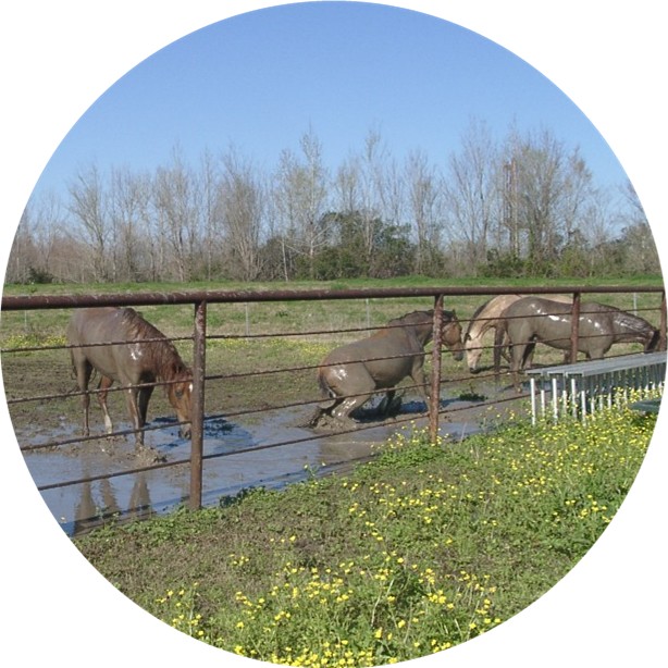 Three muddy Paso Finos