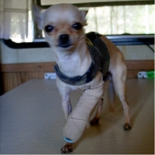 BooBoo
