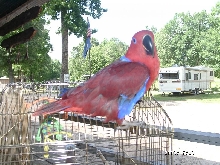 Soloman Island Eclectus
