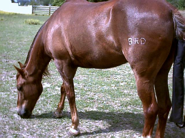 Brass Ring Dandy