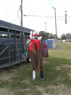 Ringo from the rear