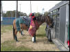 Paso Fino in Xmas Parade