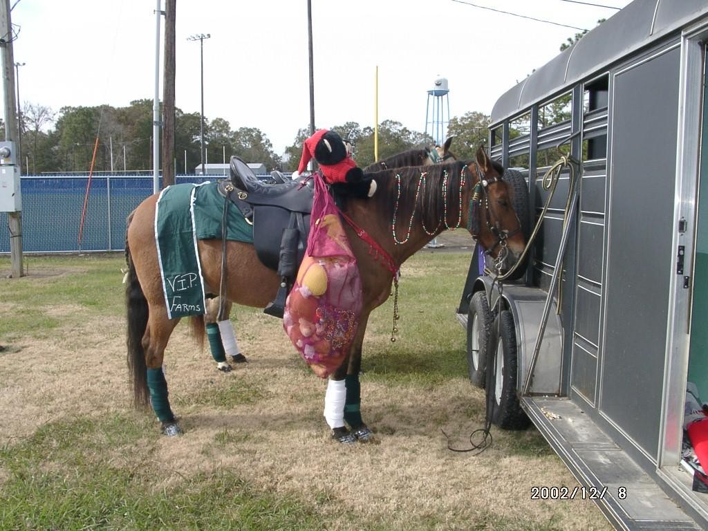 Paso Fino in Xmas Parade