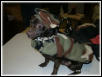 Tibby in Camo