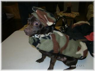 Tibby in Camo