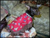 Thibideaux Breaux in Western Coat