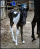 Baby Tennessee Walker