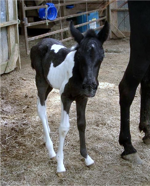 Baby Tennessee Walker