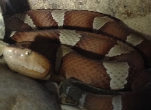Transpecos Copperhead