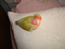 My lovebird spanky