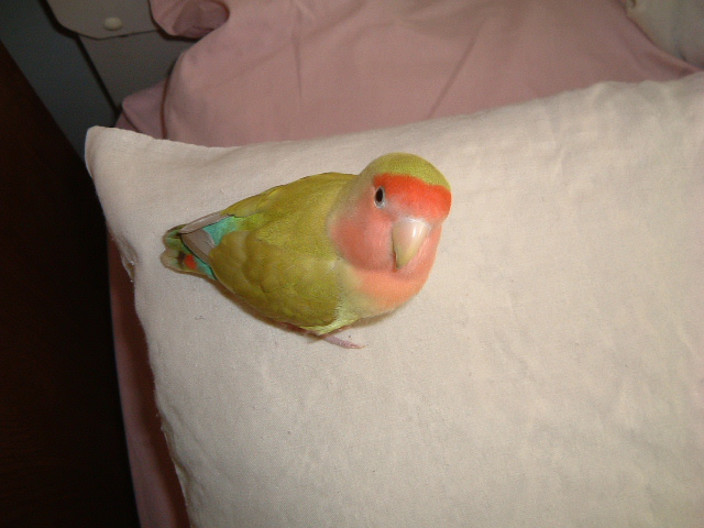 My lovebird spanky