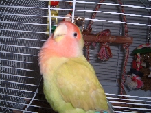 Spanky posing