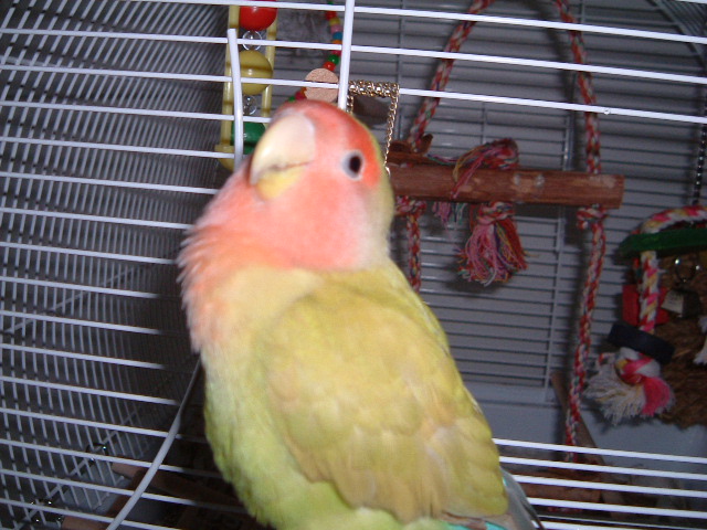 Spanky posing