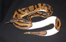 Piebald Ball Python
