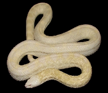 Moonglow Bullsnake