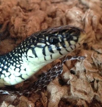Our king snake