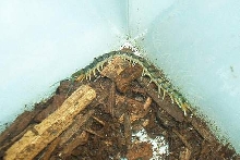 unidentified centipede