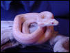 Albino San Diego Gopher