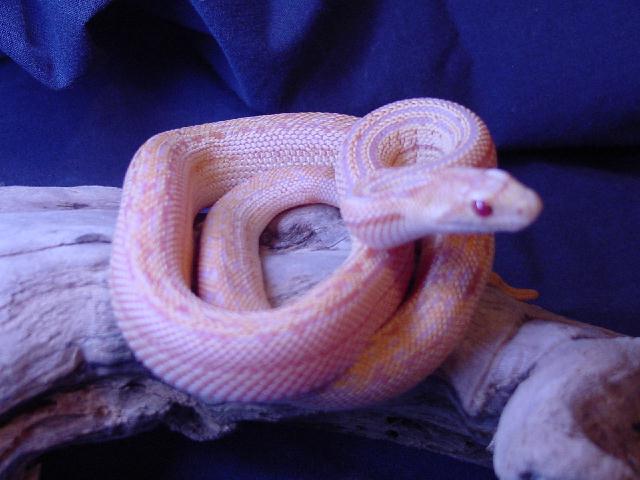 Albino San Diego Gopher
