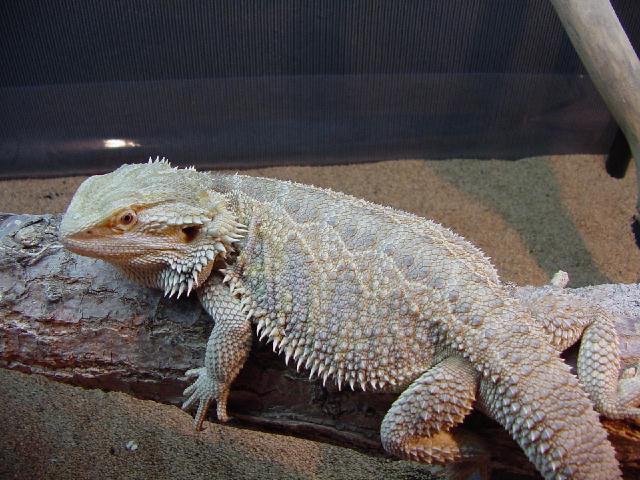 Beautiful male bearded