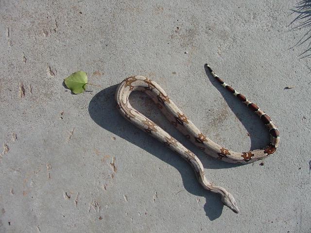 female surinam