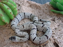 04 Female black head hold back
