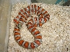 05 male hypo