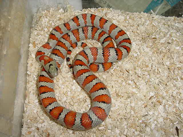 05 male hypo