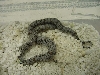 05 speckled alterna