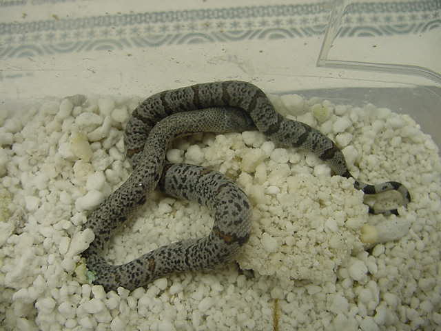 05 speckled alterna