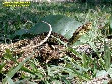 Botriopsis punctata