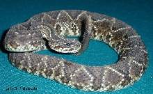Crotalus durissus cumanensis